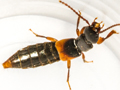 Achenium depressum